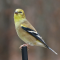 A male Goldfinch poses for a photo