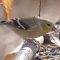 American Goldfinch threat posture