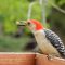 Red-bellied Woodpecker in suet ball heaven
