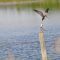 Black Tern Feeding