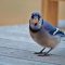 Peanut Blue Jay ( P.B.J )