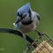 First Blue Jay of the season