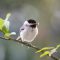 fledgling chickadee with a seed