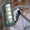 Downy Woodpecker on Suet