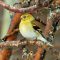 Late Bright American Goldfinch