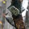 Red-bellied Woodpeckers Do Exist in Da U.P.
