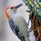 Young Red-bellied Woodpecker Enjoying Suet