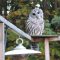 Barred Owl at feeder station