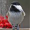 Zoomed In Chickadee