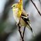 Golden Goldfinch Pose