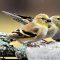 Goldfinches Eating & Splashing Together ;-)