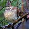 Partridge In An Apple Tree ;-) (Ruffed Grouse)