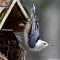 Cool Nuthatch Pose
