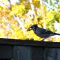 Autumn Blue Jay