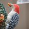 Male Red Bellied Woodpecker dining @ the Critter Cafe