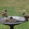 Even robins use the buddy system when bathing