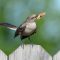 A Northern Mockingbird