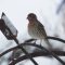 House Finch braving the storm