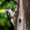 Downy Woodpecker at one of my feeders.