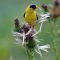 American Goldfinch enjoying some thistle seeds