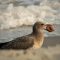 Herring Gull at the waters edge