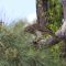 Florida Red-shouldered Hawk with Black Racer Snake it had just captured