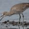 Willet ready to eat a crab.