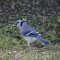 Blue Jay with Enough to Share