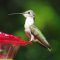 Hummingbird Enjoying Some Nectar