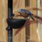 Bluebird at feeder
