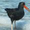 Black Oystercatcher with Morning Snack