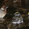 Warbler Gathering at Bath Time