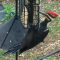 Pileated woodpecker hogging the suet