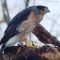 Hawk eating a squirrel