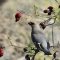 Bohemian Waxwing and rosehips