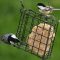 Black-capped chickadee & White-breasted nuthatch enjoying some suet