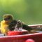 Young Baltimore Oriole