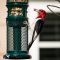 Red Headed Woodpecker at the bird feeder