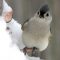 Tufted Titmouse – winter 2008