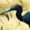 Little Blue Heron With A Crawfish