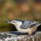 White-breasted Nuthatch