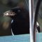 Black Billed Magpie stocking up…