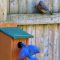 Male Bluebirds Visit on a November Day