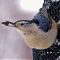 Nutty White-breasted Nuthatch ;-)