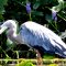 Great Blue Heron with lunch.