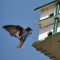 Purple Martin Delivers a Dragon Fly to its young
