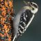 Hungry Downy Woodpecker