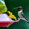 Ruby-throated Hummingbird Pauses for a Drink