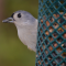 Titmouse With a Seed