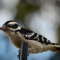 Perching Downy Woodpecker